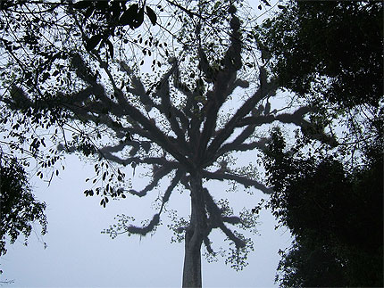 Ceiba à Tikal