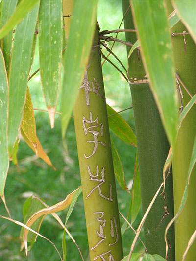 Bambou et idéogrammes