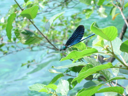 Libellule aux lacs de Plitvice