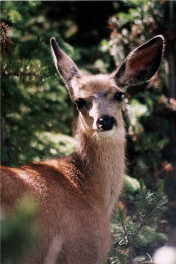 Cerf mulet aux aguets