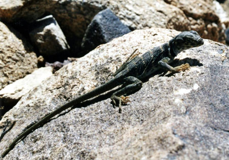 Lézard à Joshua Tree