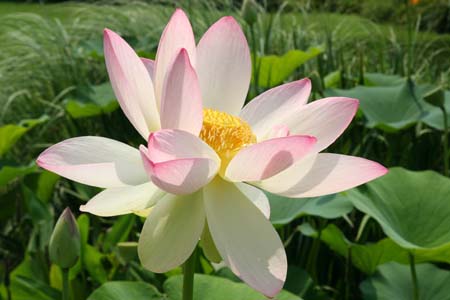 Les lotus