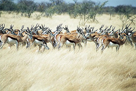 Springboks