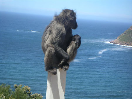 "Vigile" du Cap