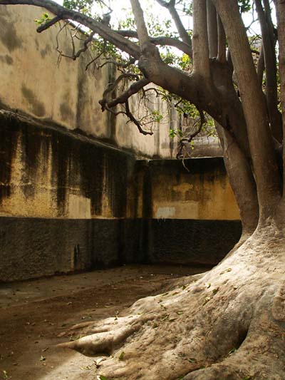Ficus