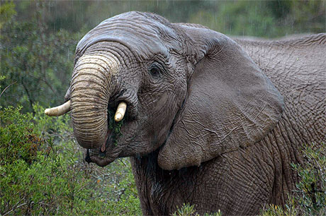 Eléphant sous la pluie