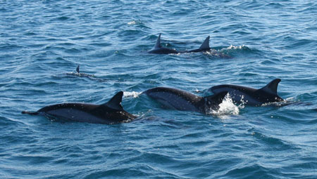 Mes amis les dauphins