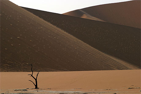 Arbre fossilisé