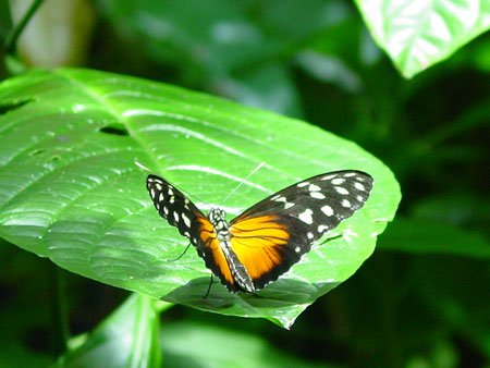 Joli papillon