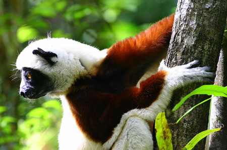 Sifaka