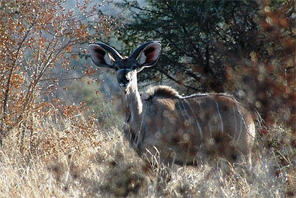 Kudu femelle