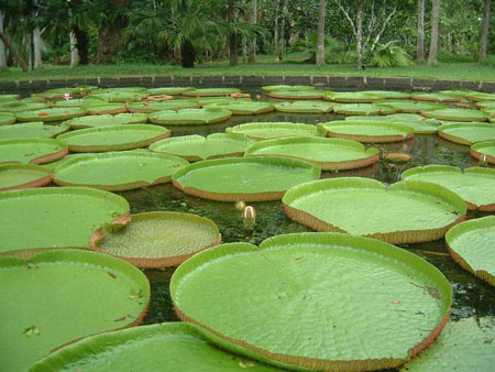 Nénuphars géants - Jardin de Pamplemousse
