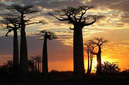 allée des baobabs