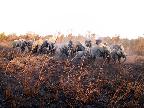 Troupeau d'éléphants