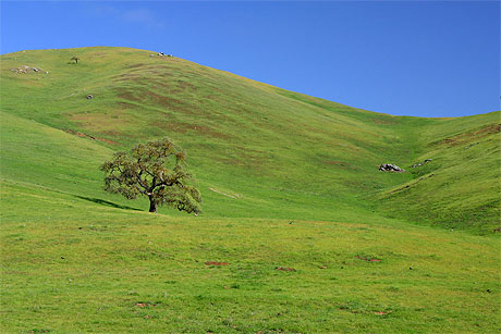 Colline