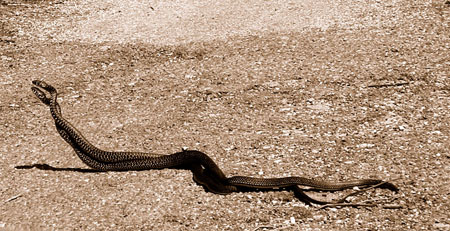 Serpent d'amour
