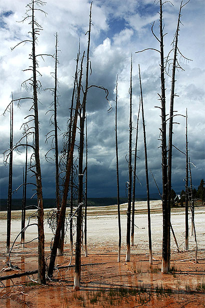 Lodgepole Pines
