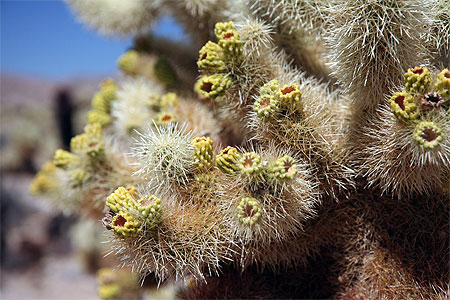 cactus de Joshua tree park
