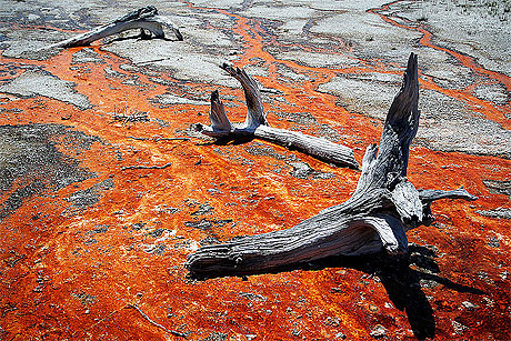 Arbres à Yellowstone