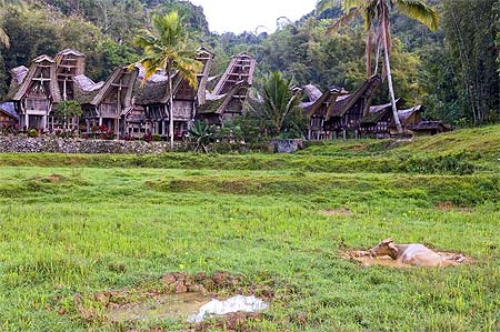Maisons Toraja
