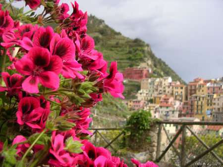 Manarola fleurie