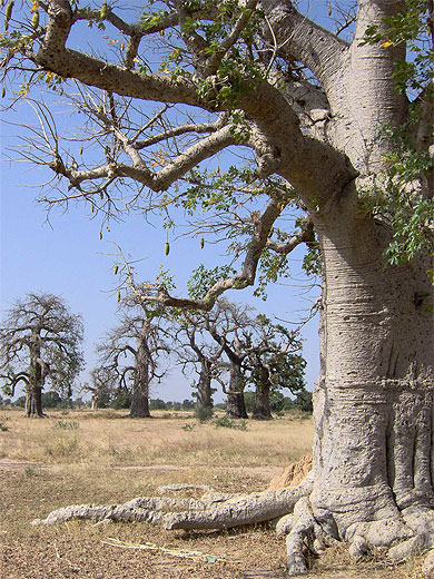 baobab