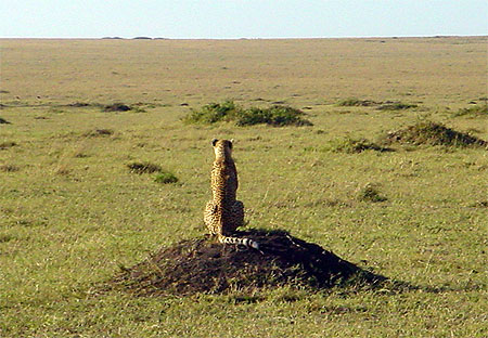 Guépard