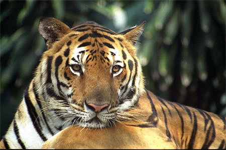 Tigre monacal