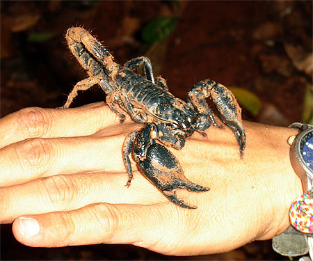 Scorpion