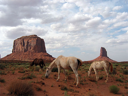 Les chevaux sauvages
