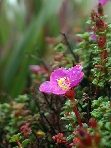 Fleur 