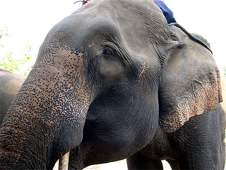 Eléphant