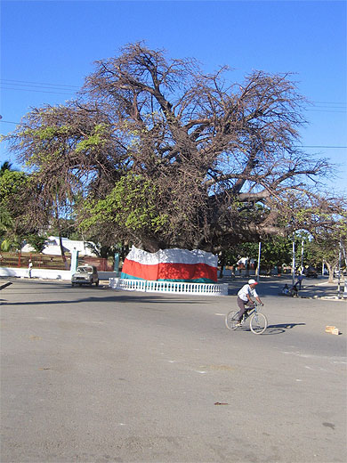 Le baobab centenaire de Majunga