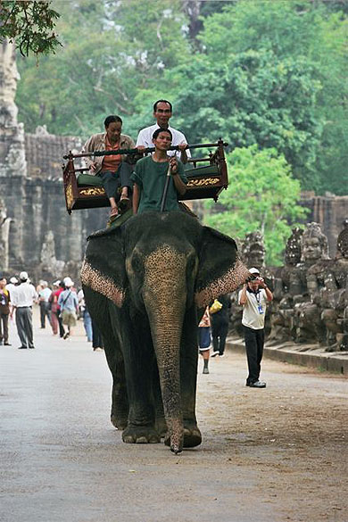 Éléphant royal 