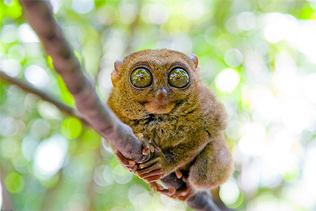 Tarsier