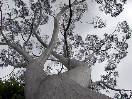 L'arbre du chemin