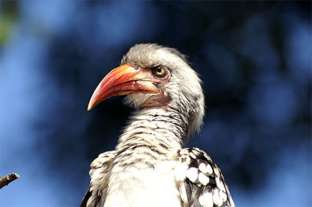 Oiseau