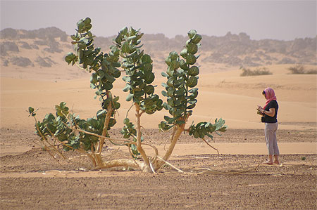 Pommier de Sodome