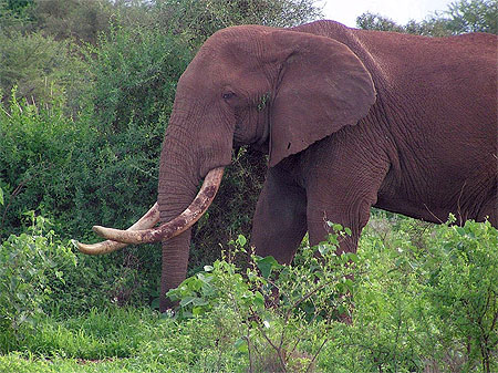 Vieil éléphant solitaire