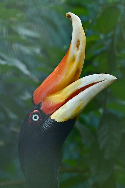Calao rhinoceros