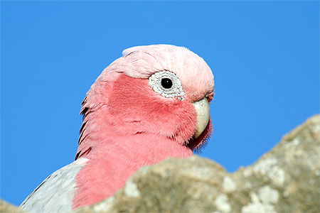 La vie en rose