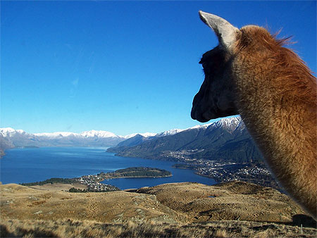 Lama au dessus du lac Wakatipu