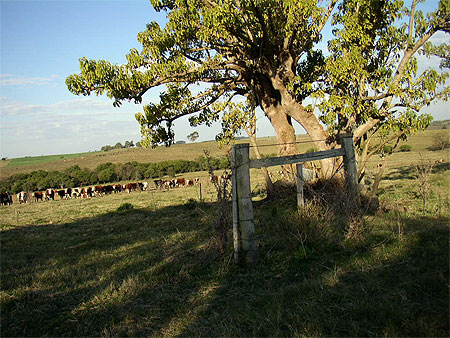 Le campo uruguaen