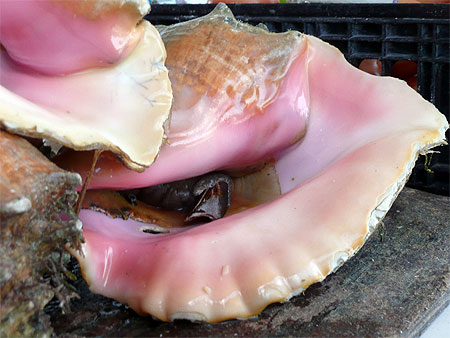 Conch