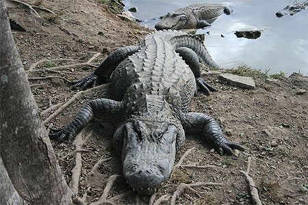Copain comme crocodile (alligator)