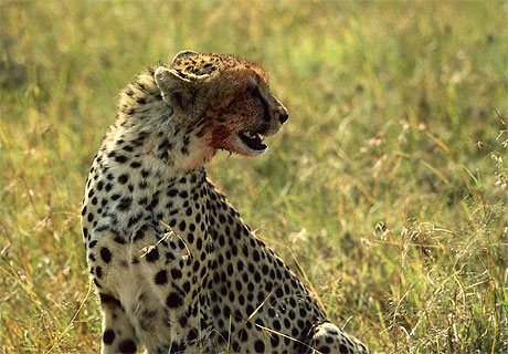 Guepard en chasse