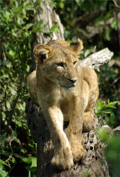 Jeune lion perché