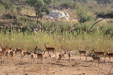 Troupeau d'impalas