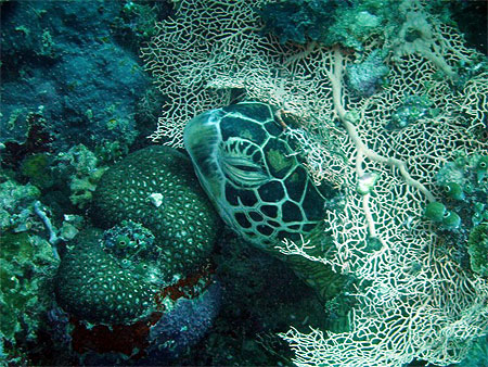 Tortue sous le corail