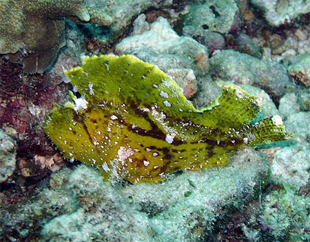 Poisson feuille